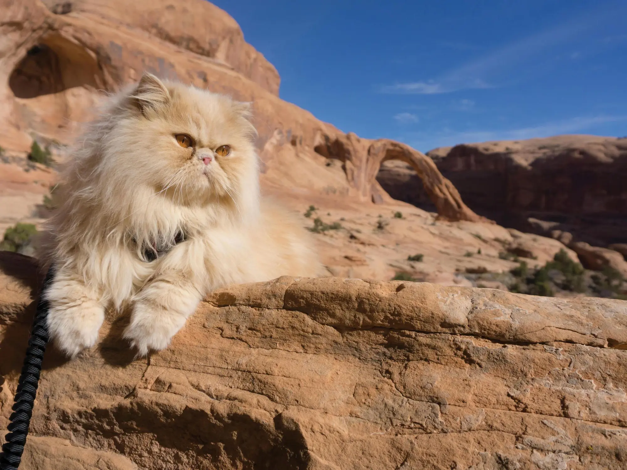 Bild: 9780761193562 | Adventure Cats | Living Nine Lives to the Fullest | Laura J Moss
