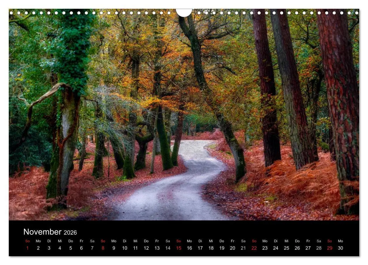 Bild: 9783457953662 | New Forest - England (Wandkalender 2026 DIN A3 quer), CALVENDO...