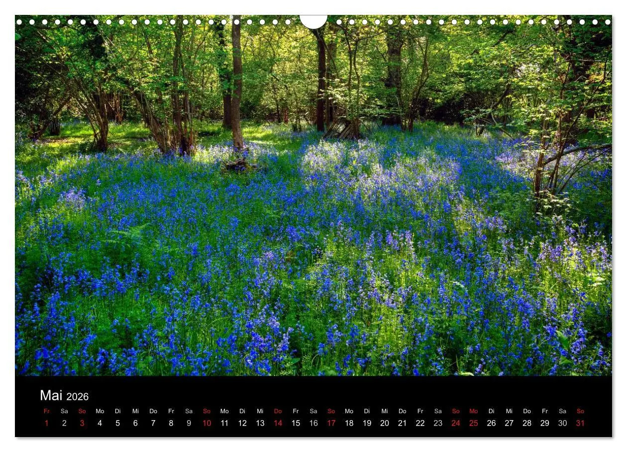 Bild: 9783457953662 | New Forest - England (Wandkalender 2026 DIN A3 quer), CALVENDO...