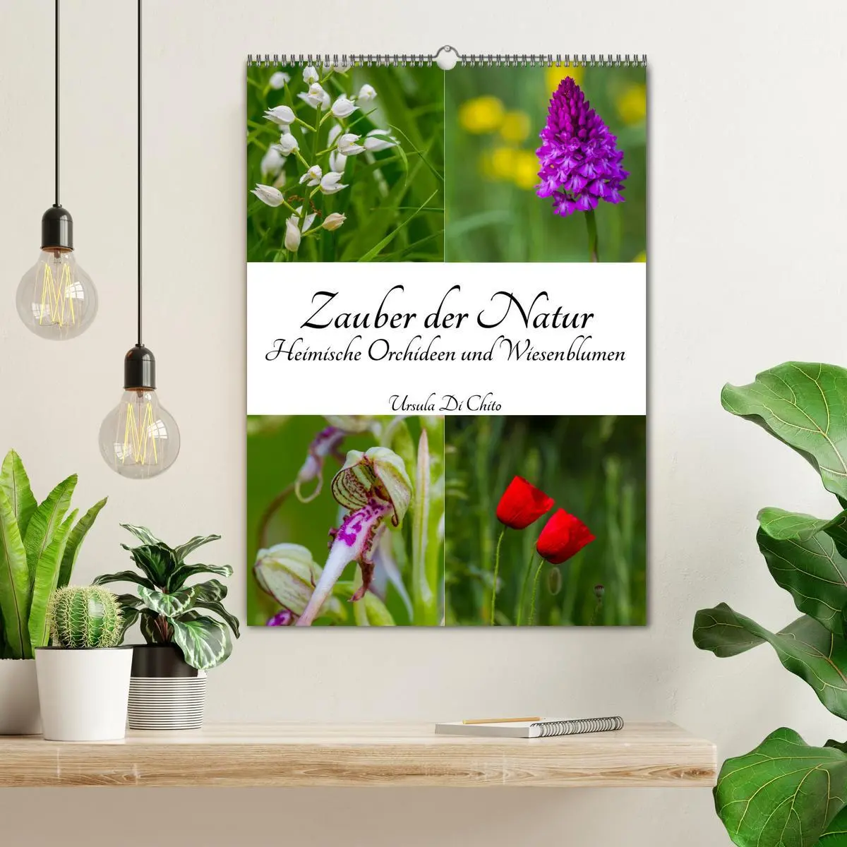 Bild: 9783516423662 | Zauber der Natur - Heimische Orchideen und Wiesenblumen...