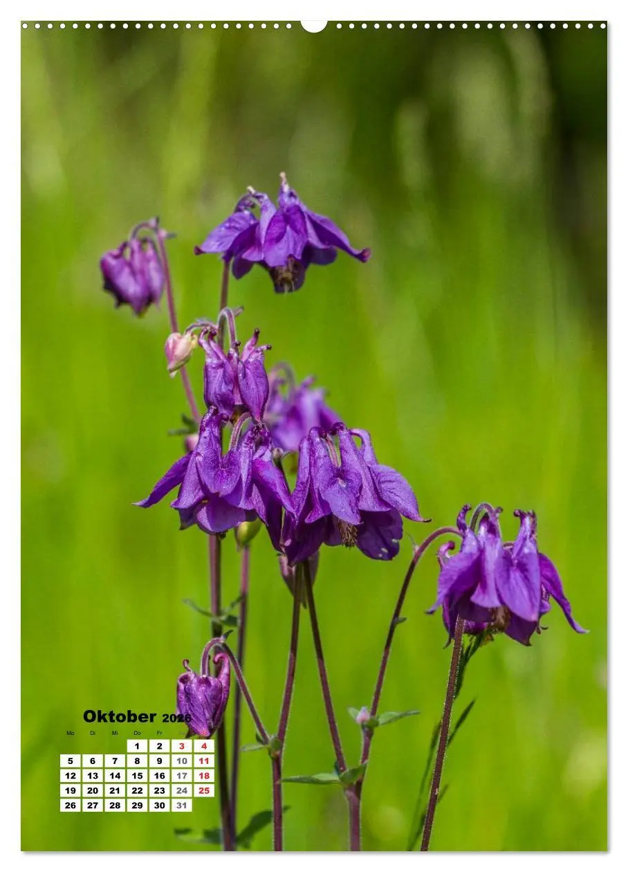 Bild: 9783516423662 | Zauber der Natur - Heimische Orchideen und Wiesenblumen...