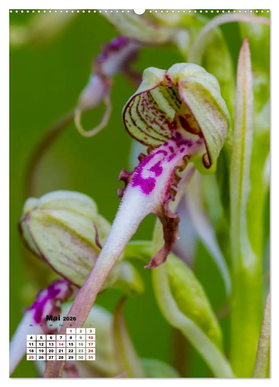 Bild: 9783516423662 | Zauber der Natur - Heimische Orchideen und Wiesenblumen...