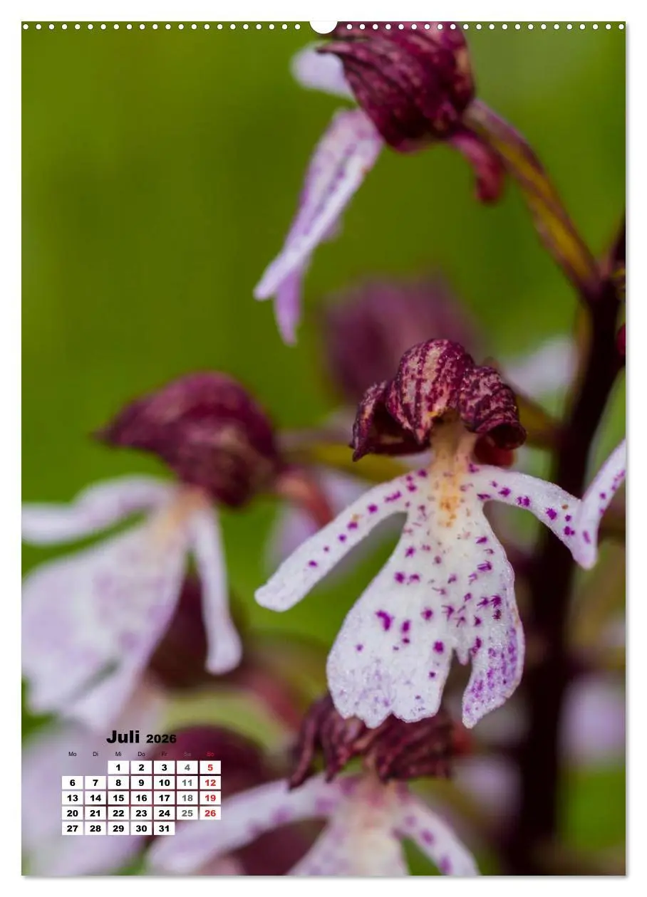 Bild: 9783516423662 | Zauber der Natur - Heimische Orchideen und Wiesenblumen...