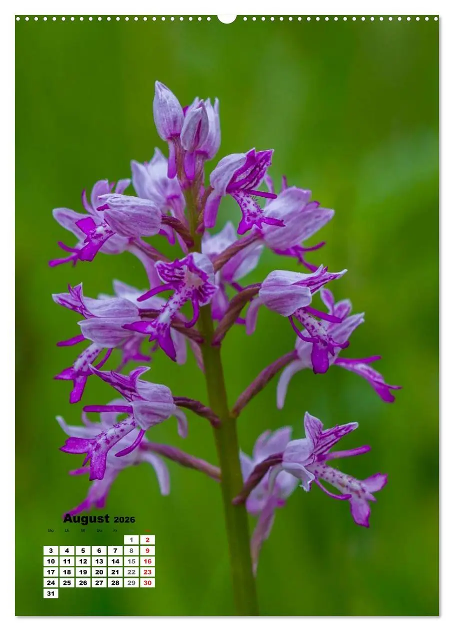 Bild: 9783516423662 | Zauber der Natur - Heimische Orchideen und Wiesenblumen...