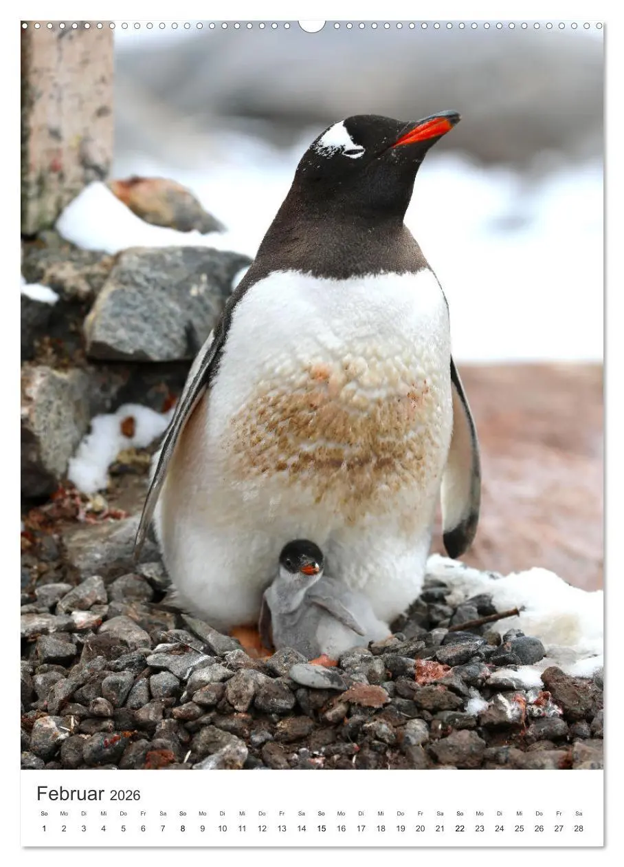 Bild: 9783516343762 | Muttertiere und ihre Jungen (Wandkalender 2026 DIN A2 hoch),...