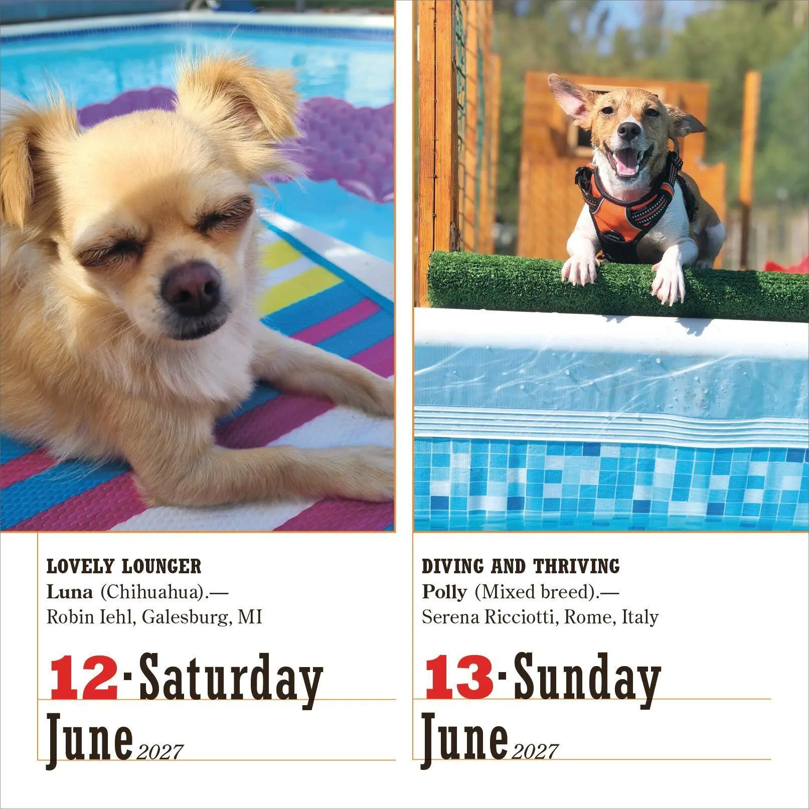 Bild: 9781523533862 | 365 Dogs Page-A-Day® Calendar 2027 | The World's Favorite Dog Calendar