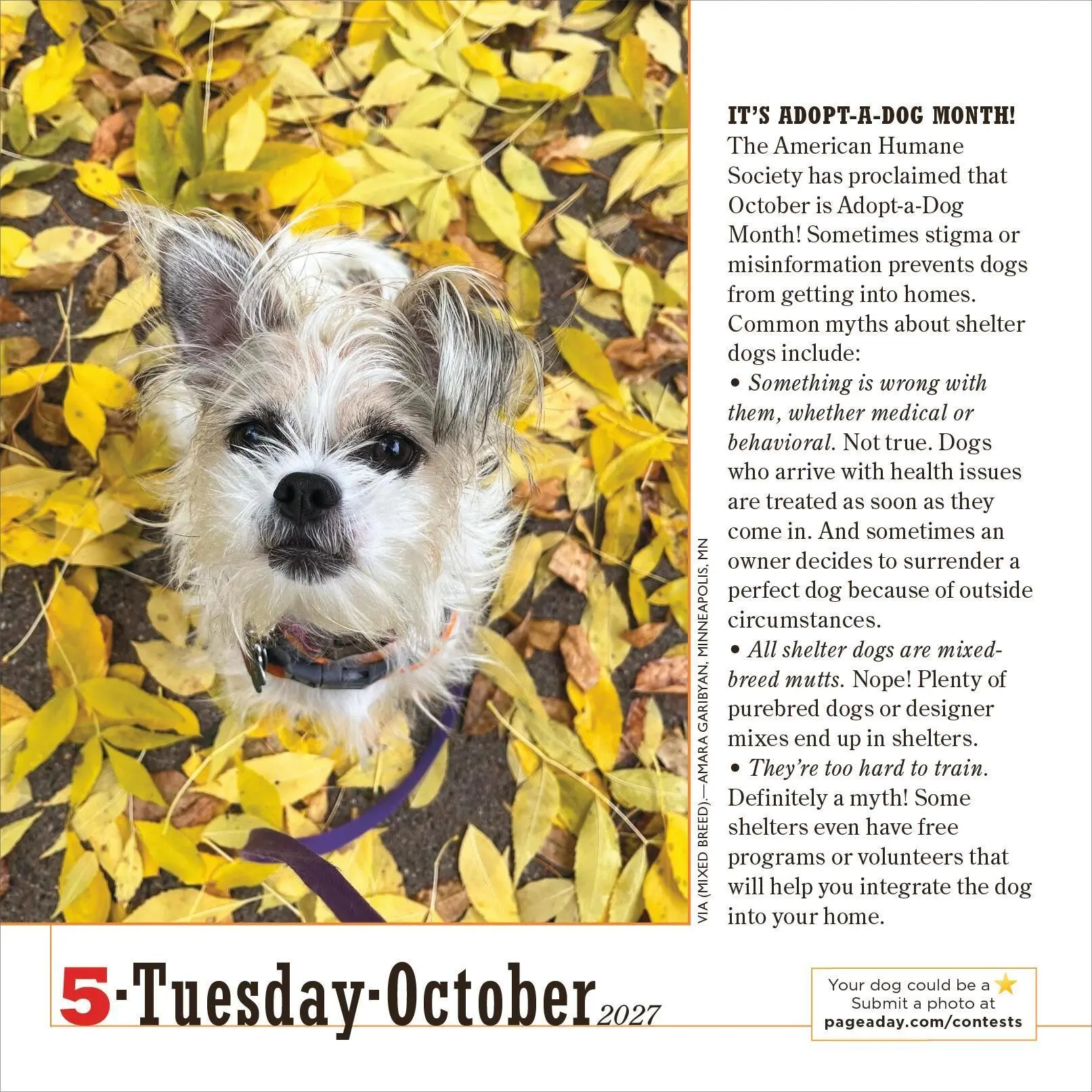 Bild: 9781523533862 | 365 Dogs Page-A-Day® Calendar 2027 | The World's Favorite Dog Calendar