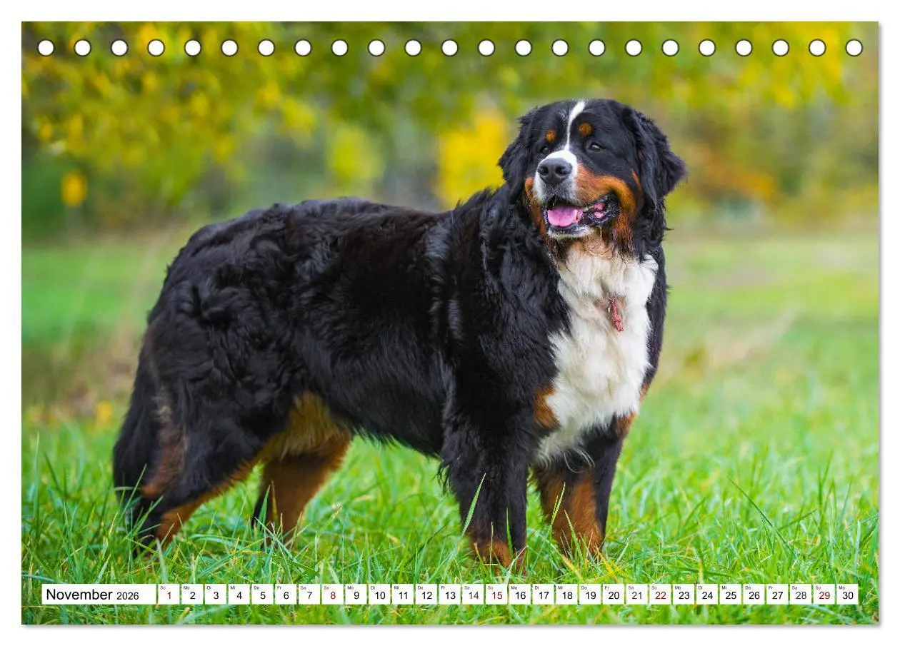 Bild: 9783457863862 | Faszinierende Schönheit Berner Sennenhund (Tischkalender 2026 DIN...