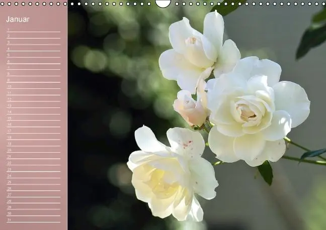 Bild: 9783660633962 | Zarte Schönheiten - Rosen (Wandkalender immerwährend DIN A3 quer)