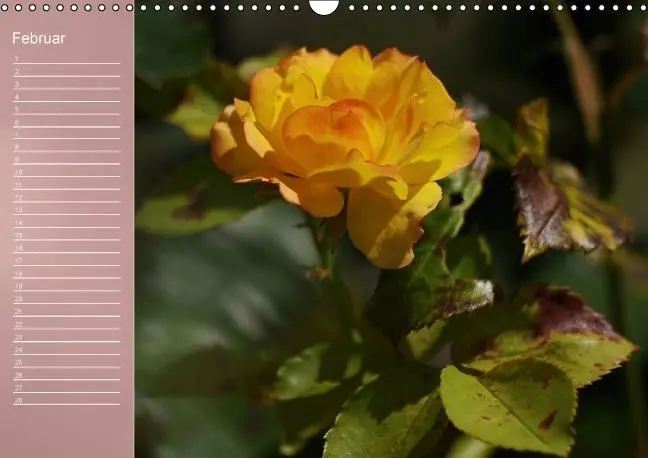 Bild: 9783660633962 | Zarte Schönheiten - Rosen (Wandkalender immerwährend DIN A3 quer)