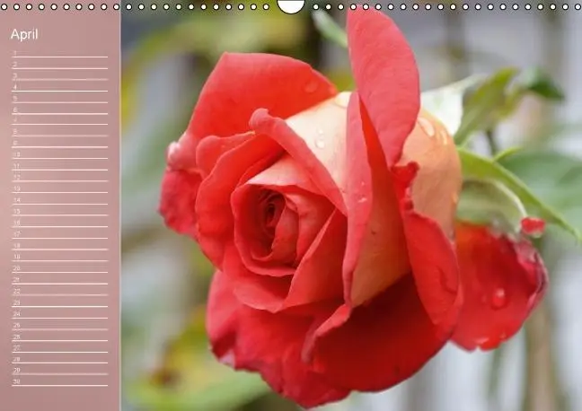 Bild: 9783660633962 | Zarte Schönheiten - Rosen (Wandkalender immerwährend DIN A3 quer)
