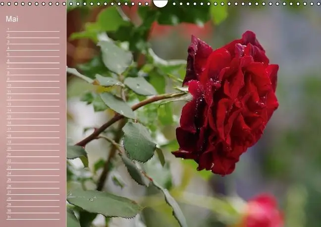 Bild: 9783660633962 | Zarte Schönheiten - Rosen (Wandkalender immerwährend DIN A3 quer)