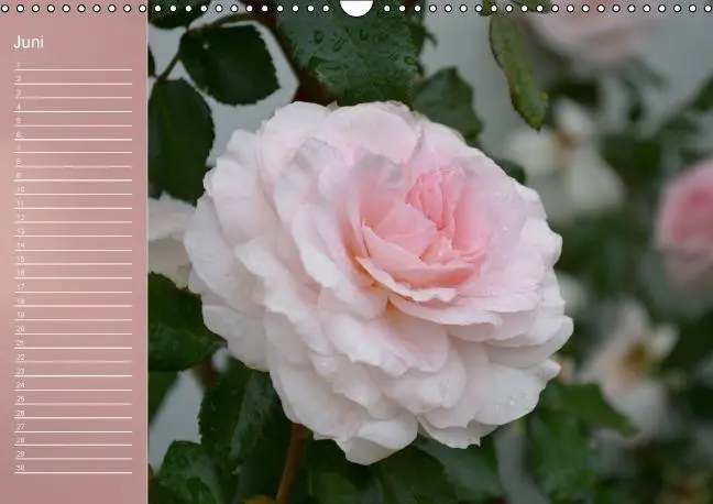 Bild: 9783660633962 | Zarte Schönheiten - Rosen (Wandkalender immerwährend DIN A3 quer)