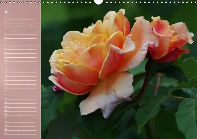 Bild: 9783660633962 | Zarte Schönheiten - Rosen (Wandkalender immerwährend DIN A3 quer)
