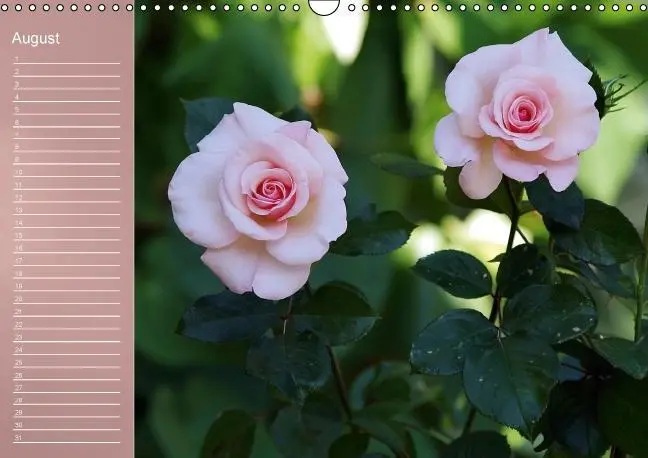 Bild: 9783660633962 | Zarte Schönheiten - Rosen (Wandkalender immerwährend DIN A3 quer)