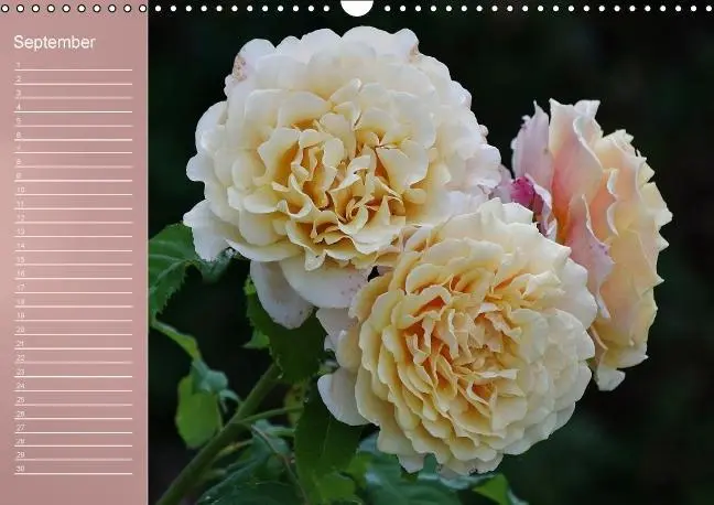 Bild: 9783660633962 | Zarte Schönheiten - Rosen (Wandkalender immerwährend DIN A3 quer)