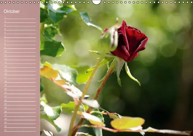 Bild: 9783660633962 | Zarte Schönheiten - Rosen (Wandkalender immerwährend DIN A3 quer)