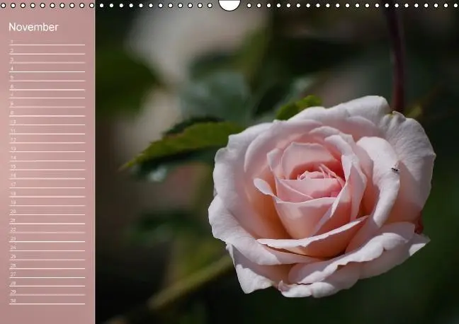 Bild: 9783660633962 | Zarte Schönheiten - Rosen (Wandkalender immerwährend DIN A3 quer)