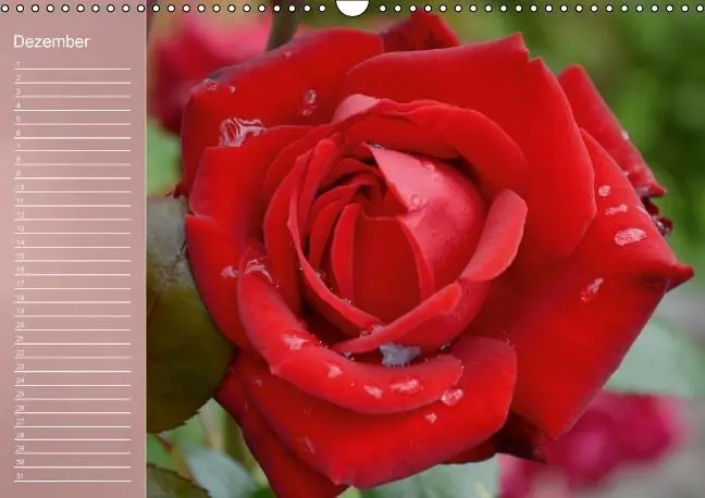 Bild: 9783660633962 | Zarte Schönheiten - Rosen (Wandkalender immerwährend DIN A3 quer)