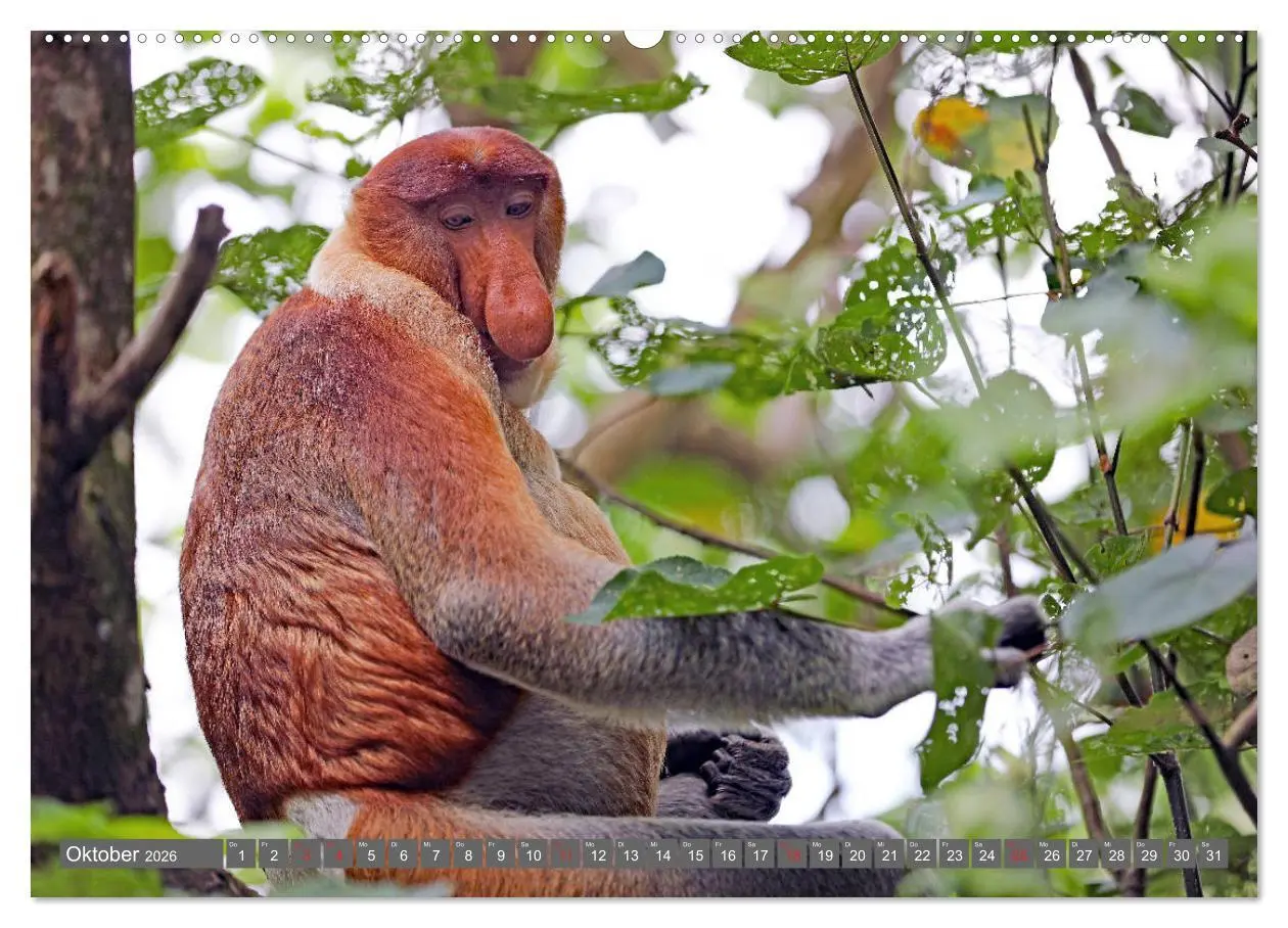 Bild: 9783457674062 | Im Regenwald von Borneo (hochwertiger Premium Wandkalender 2026 DIN...