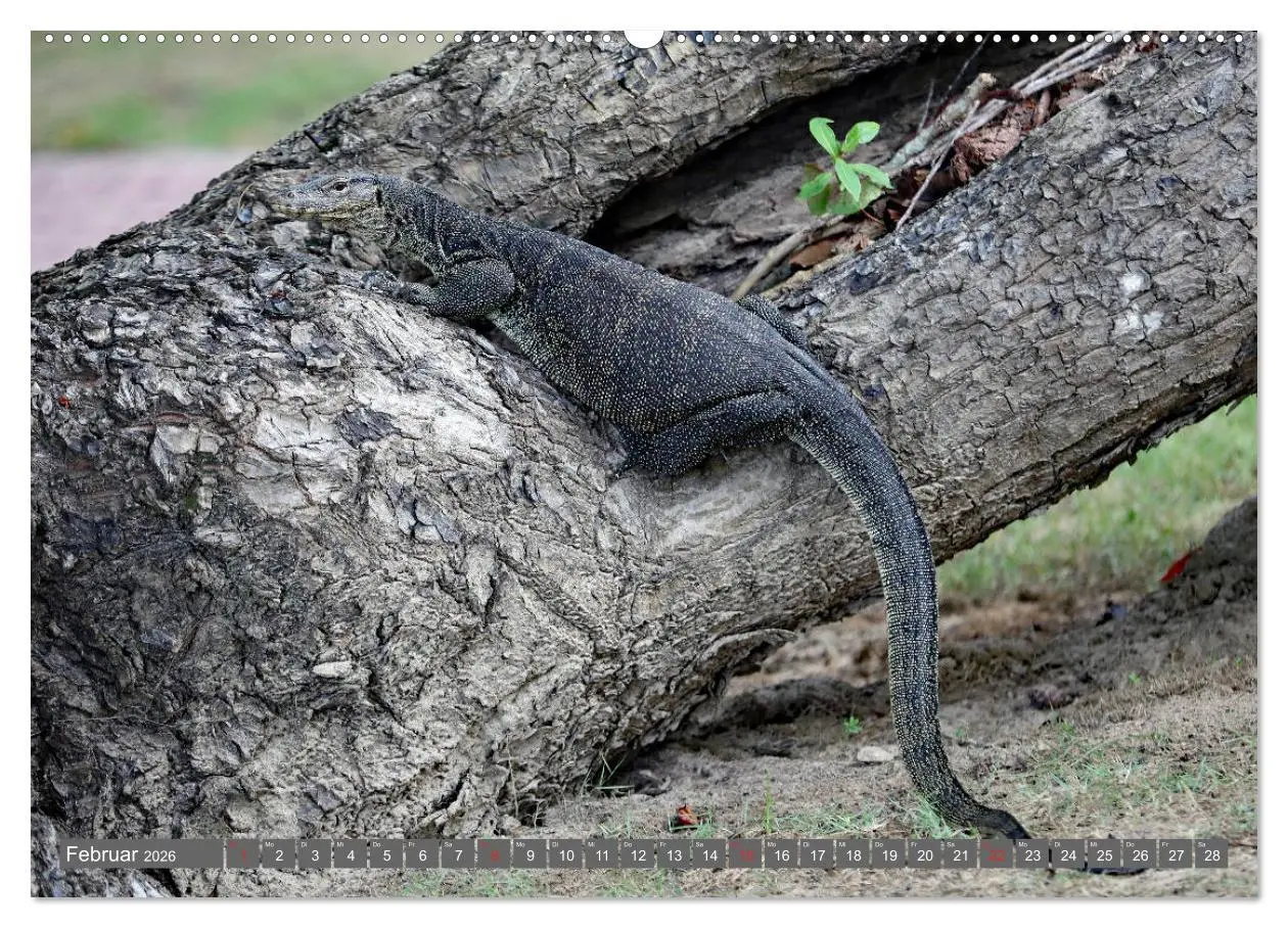 Bild: 9783457674062 | Im Regenwald von Borneo (hochwertiger Premium Wandkalender 2026 DIN...