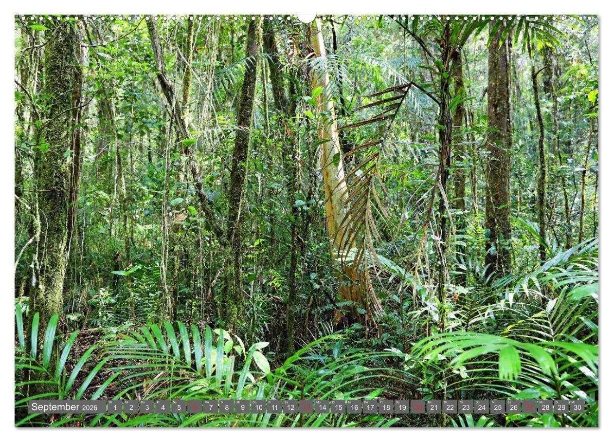 Bild: 9783457674062 | Im Regenwald von Borneo (hochwertiger Premium Wandkalender 2026 DIN...