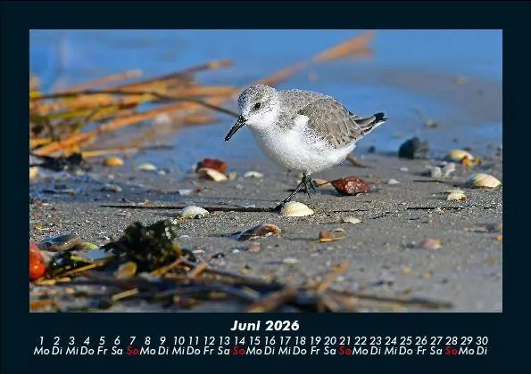 Bild: 9783695414062 | Nordsee 2026 Fotokalender DIN A5 | Tobias Becker | Kalender | Deutsch