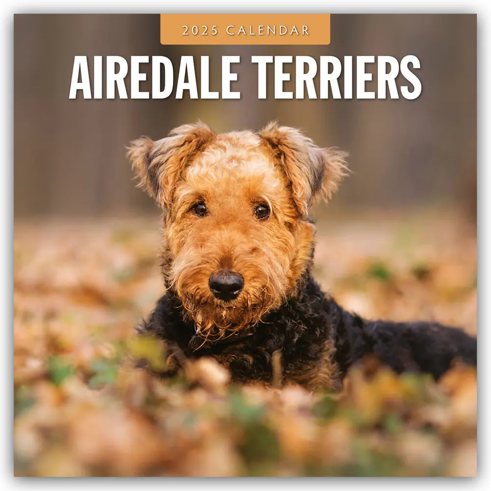 Cover: 9781804424162 | Airdale Terriers - Airdale Terrier 2025 - 16-Monatskalender | Ltd