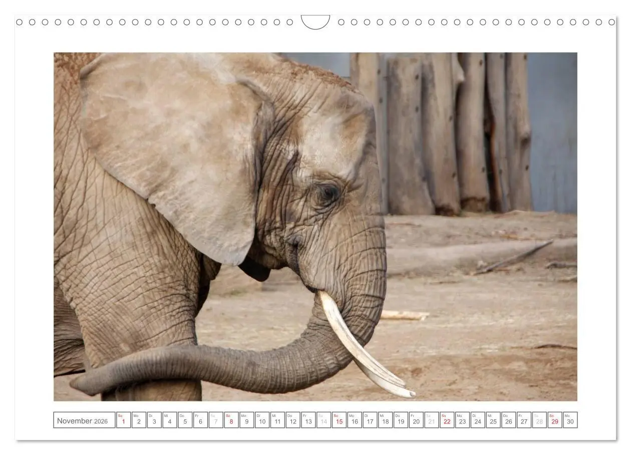 Bild: 9783457974162 | Tiere im Zoo (Wandkalender 2026 DIN A3 quer), CALVENDO Monatskalender