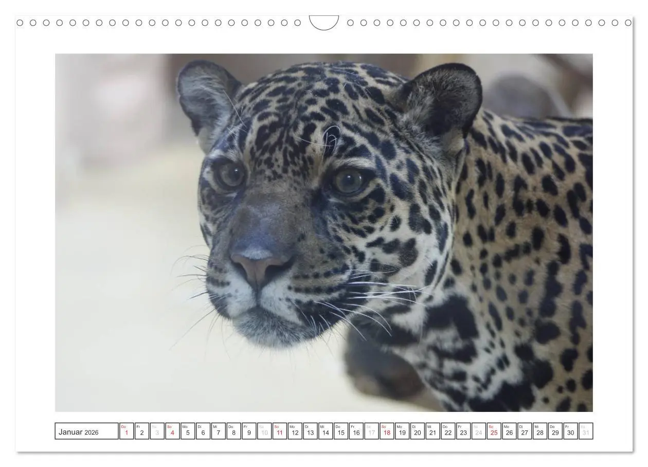 Bild: 9783457974162 | Tiere im Zoo (Wandkalender 2026 DIN A3 quer), CALVENDO Monatskalender