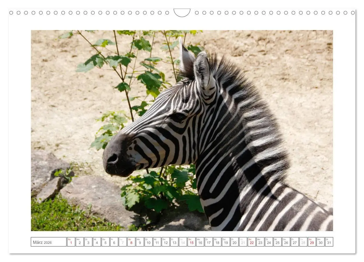 Bild: 9783457974162 | Tiere im Zoo (Wandkalender 2026 DIN A3 quer), CALVENDO Monatskalender