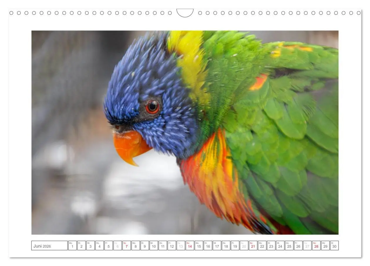 Bild: 9783457974162 | Tiere im Zoo (Wandkalender 2026 DIN A3 quer), CALVENDO Monatskalender