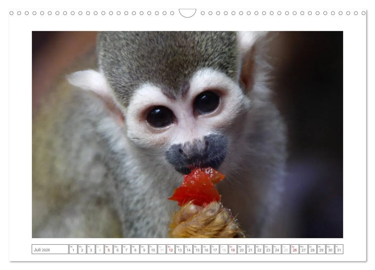 Bild: 9783457974162 | Tiere im Zoo (Wandkalender 2026 DIN A3 quer), CALVENDO Monatskalender