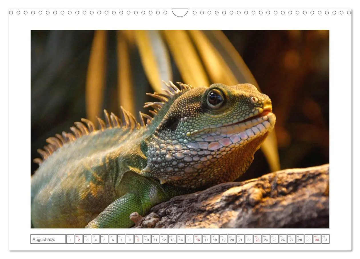 Bild: 9783457974162 | Tiere im Zoo (Wandkalender 2026 DIN A3 quer), CALVENDO Monatskalender