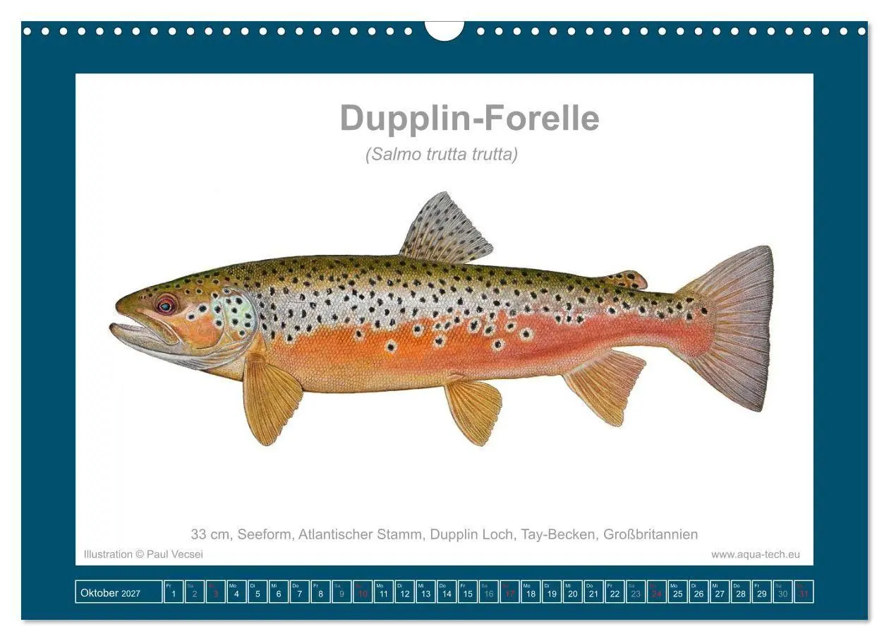 Bild: 9783516754162 | Fisch als Kunst 2027: Seeforellen (Wandkalender 2027 DIN A3 quer),...