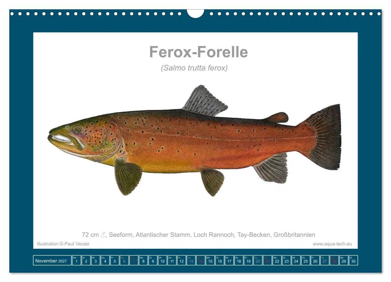 Bild: 9783516754162 | Fisch als Kunst 2027: Seeforellen (Wandkalender 2027 DIN A3 quer),...