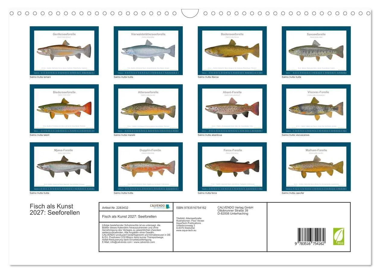 Bild: 9783516754162 | Fisch als Kunst 2027: Seeforellen (Wandkalender 2027 DIN A3 quer),...