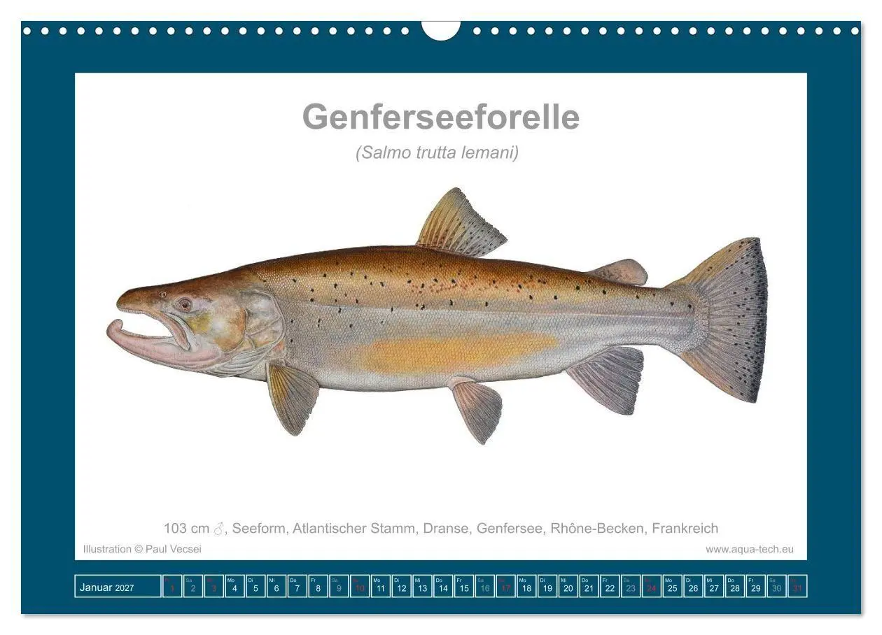Bild: 9783516754162 | Fisch als Kunst 2027: Seeforellen (Wandkalender 2027 DIN A3 quer),...