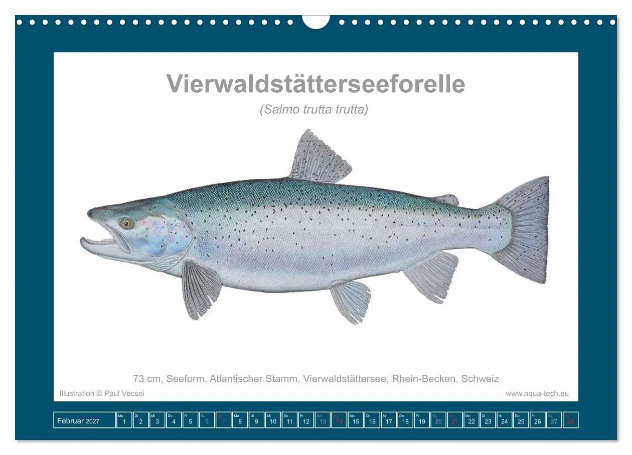 Bild: 9783516754162 | Fisch als Kunst 2027: Seeforellen (Wandkalender 2027 DIN A3 quer),...