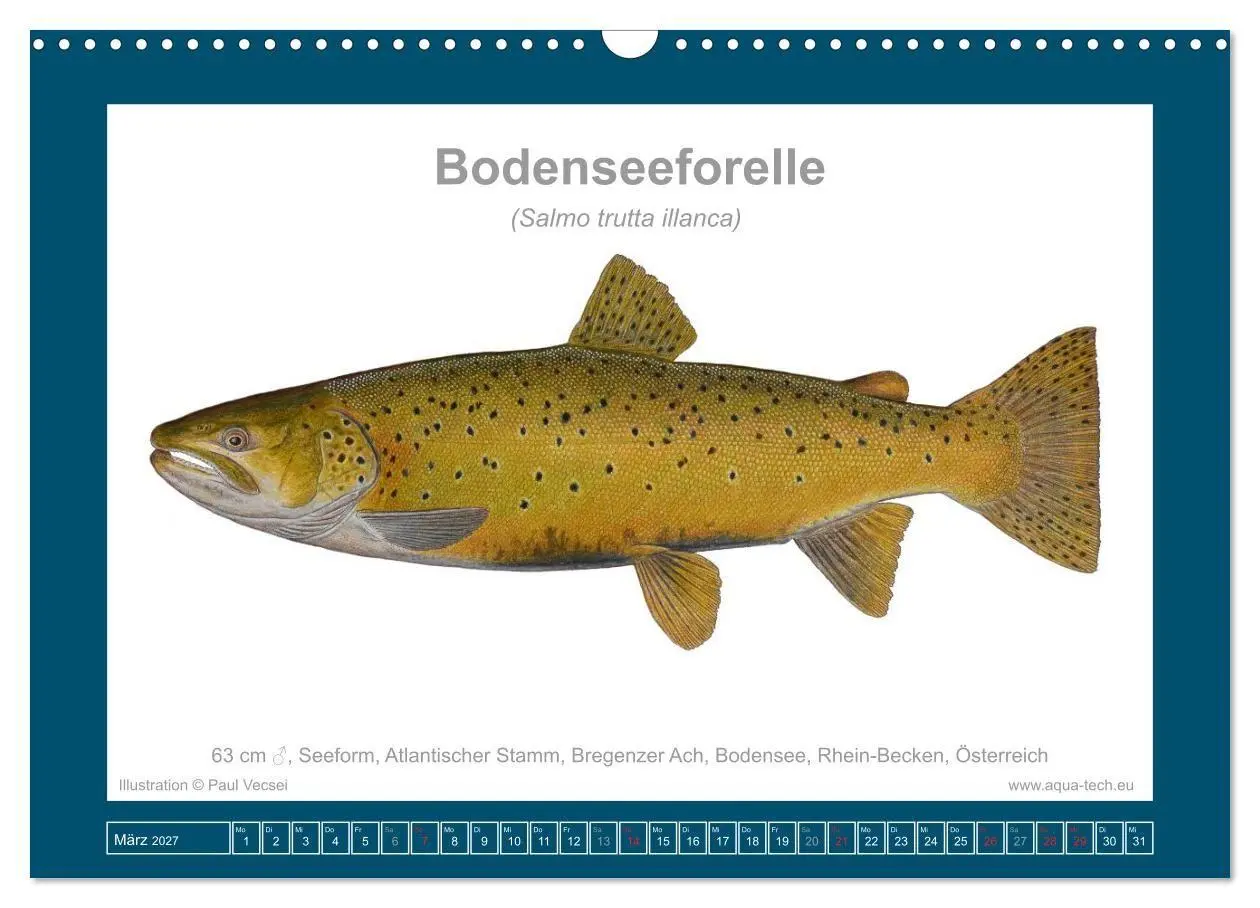 Bild: 9783516754162 | Fisch als Kunst 2027: Seeforellen (Wandkalender 2027 DIN A3 quer),...