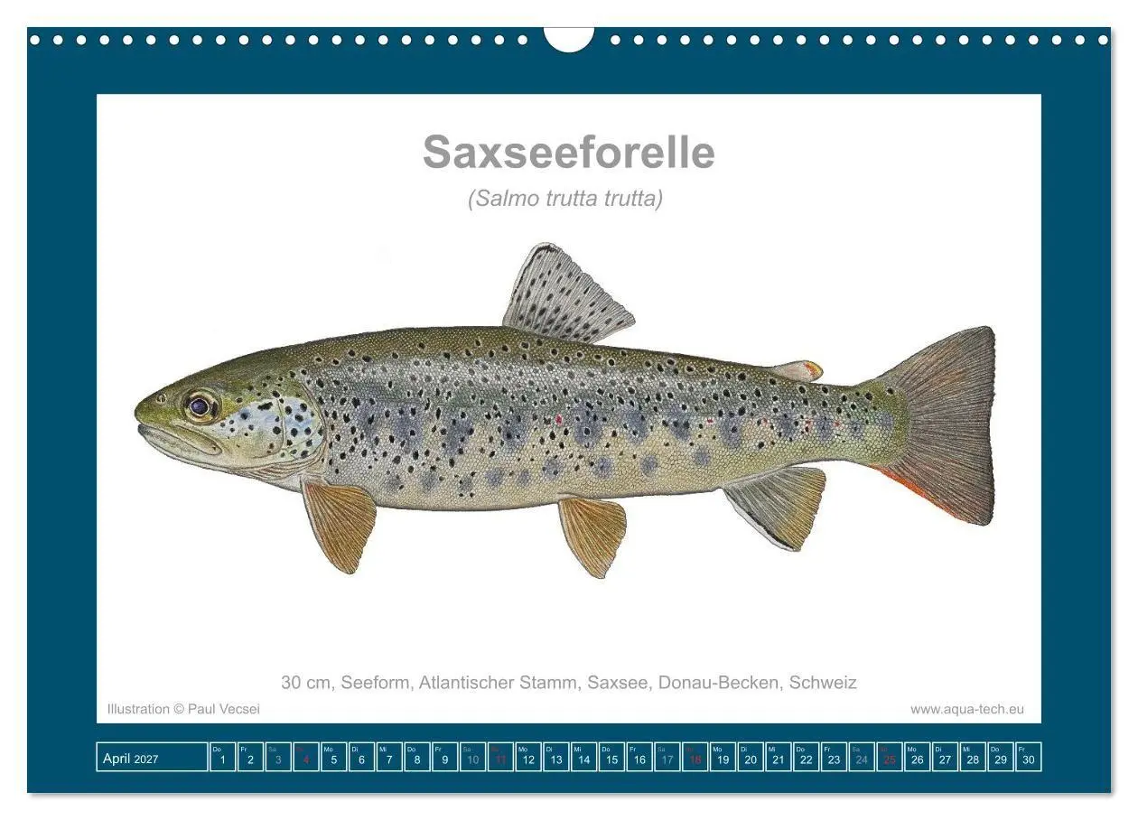 Bild: 9783516754162 | Fisch als Kunst 2027: Seeforellen (Wandkalender 2027 DIN A3 quer),...