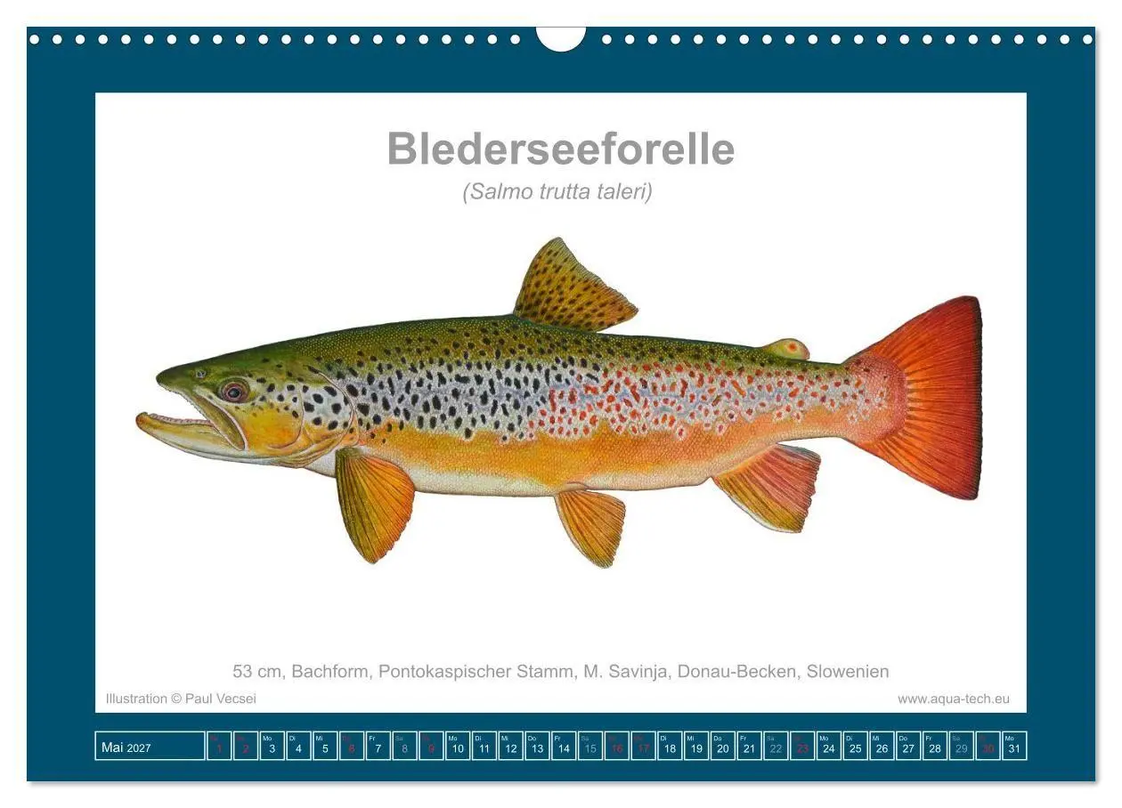Bild: 9783516754162 | Fisch als Kunst 2027: Seeforellen (Wandkalender 2027 DIN A3 quer),...