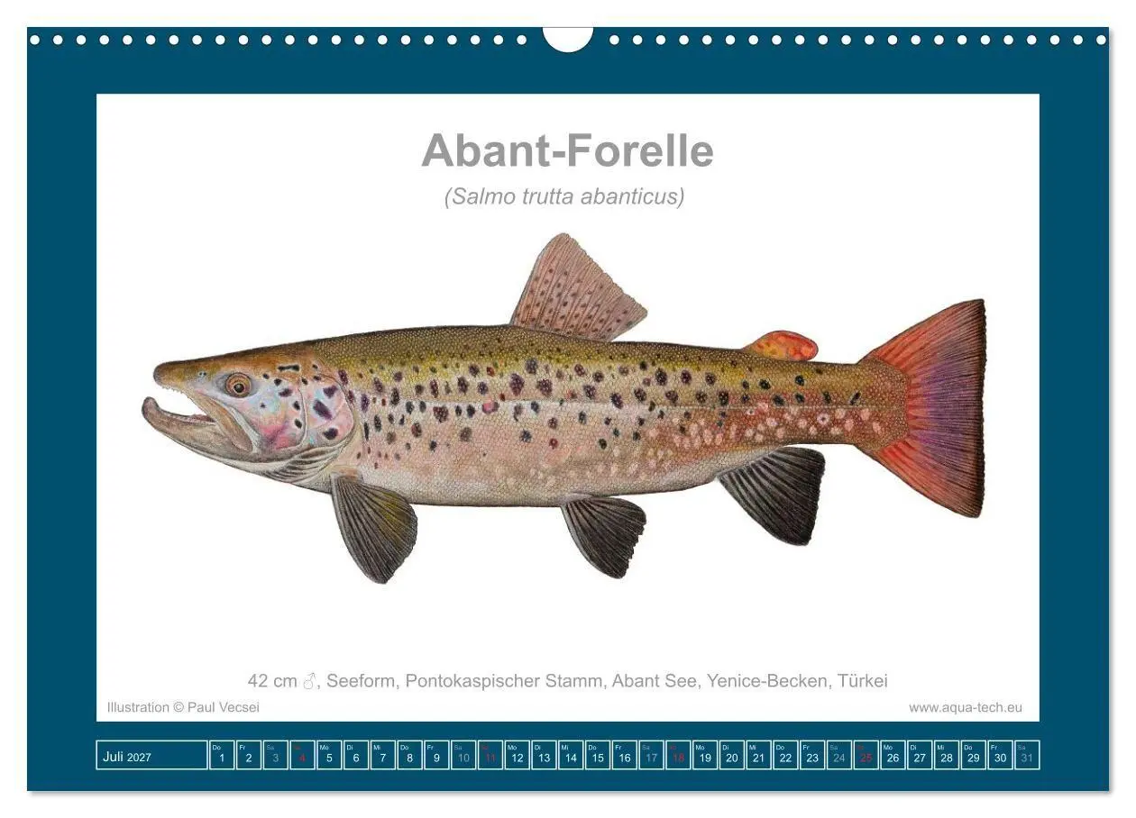 Bild: 9783516754162 | Fisch als Kunst 2027: Seeforellen (Wandkalender 2027 DIN A3 quer),...