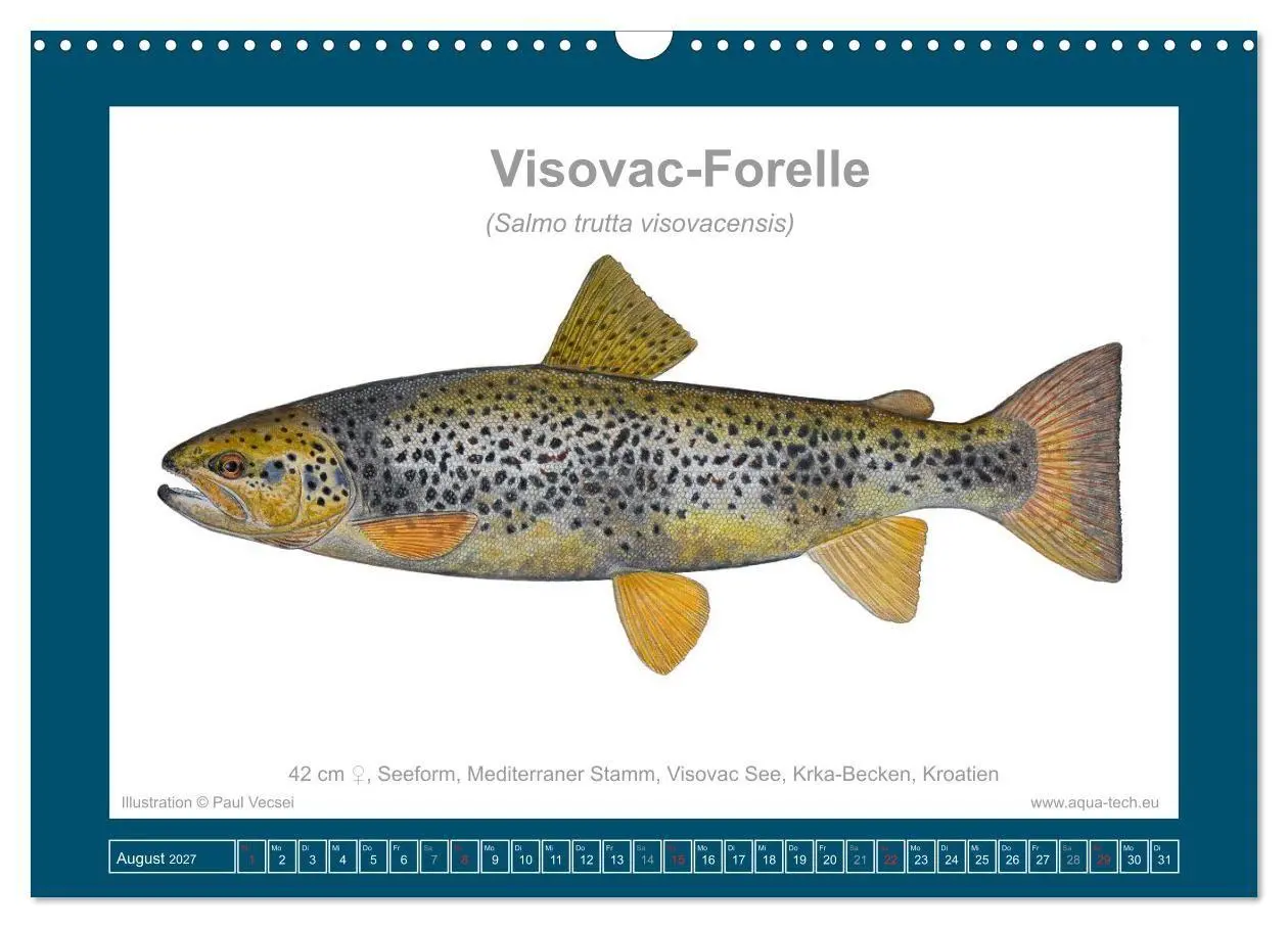 Bild: 9783516754162 | Fisch als Kunst 2027: Seeforellen (Wandkalender 2027 DIN A3 quer),...