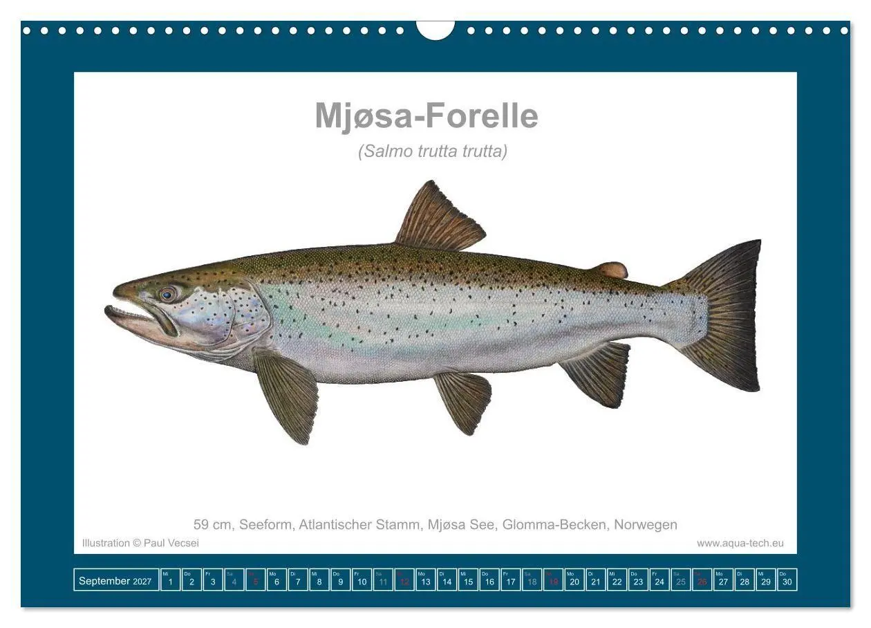 Bild: 9783516754162 | Fisch als Kunst 2027: Seeforellen (Wandkalender 2027 DIN A3 quer),...