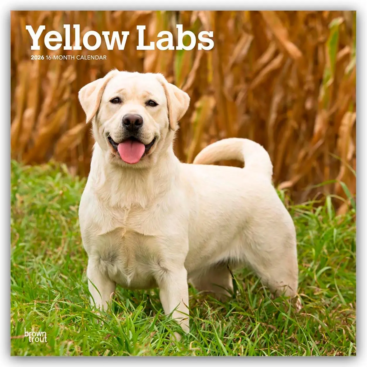 Cover: 9798330704262 | Yellow Labrador Retriever - Gelber Labrador Retriever 2026 -...