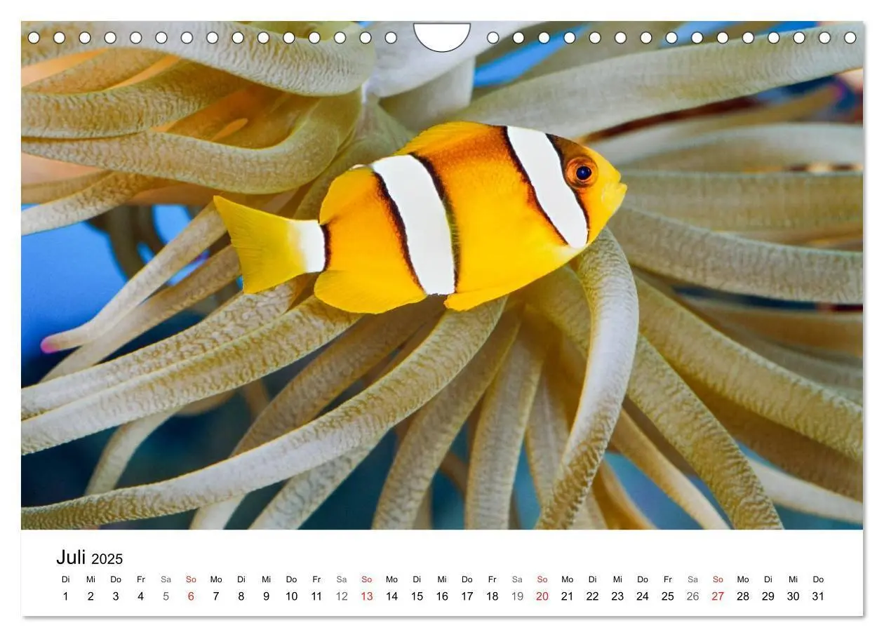 Bild: 9783435794362 | Fischzauber - Wundervolle Aquarienfische (Wandkalender 2025 DIN A4...