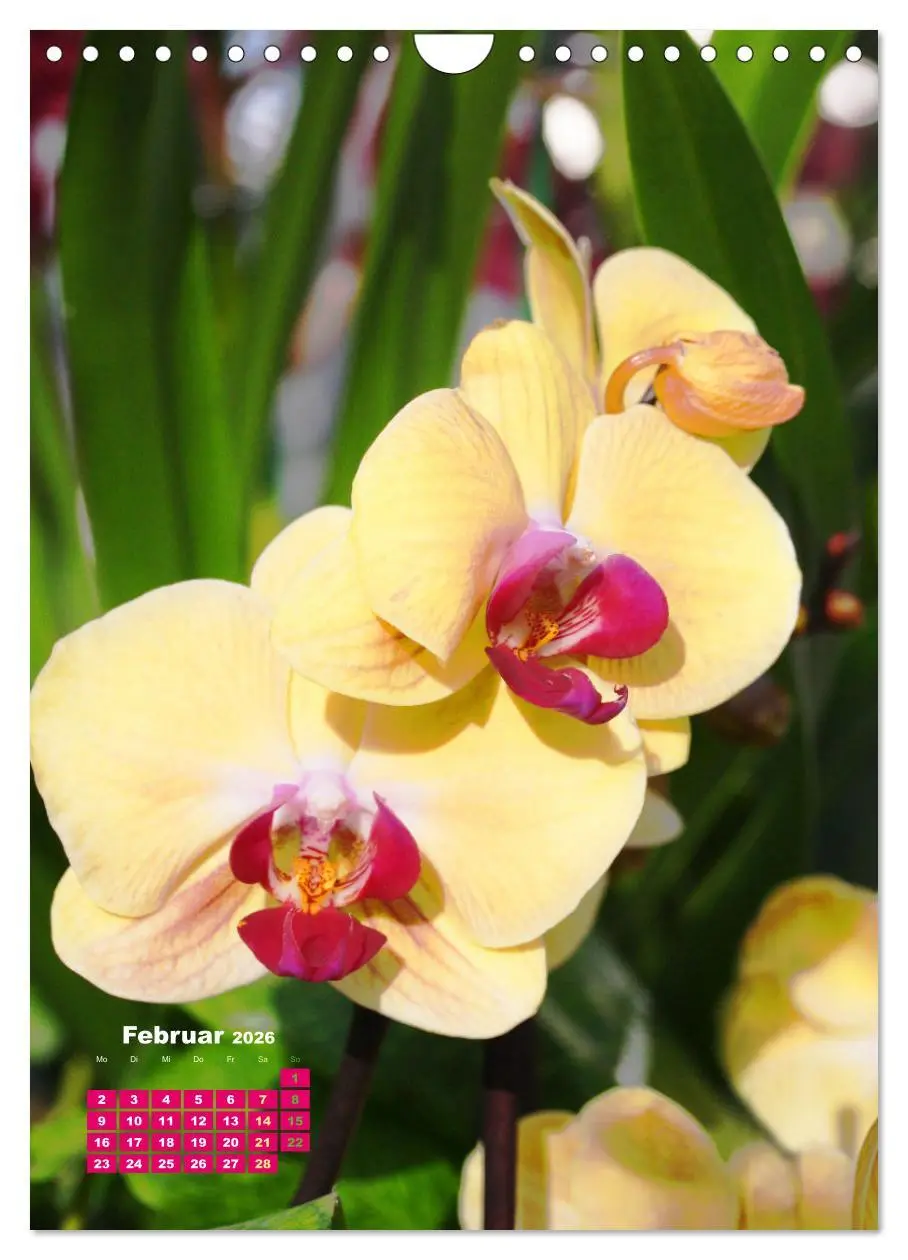 Bild: 9783516354362 | Orchideenschätze (Wandkalender 2026 DIN A4 hoch), CALVENDO...