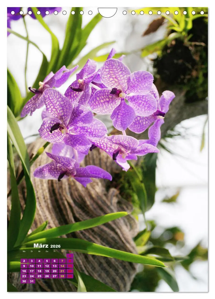 Bild: 9783516354362 | Orchideenschätze (Wandkalender 2026 DIN A4 hoch), CALVENDO...