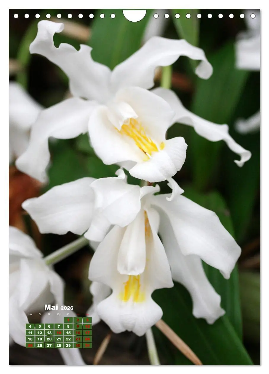 Bild: 9783516354362 | Orchideenschätze (Wandkalender 2026 DIN A4 hoch), CALVENDO...